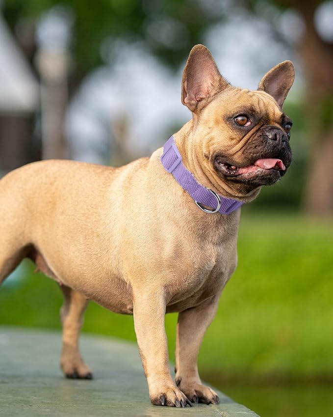 Dynmeow Soft and Breathable Cotton Dog Collar, Durable Adjustable Female Girl Pet Collar with Quick-Release Buckle, Lightweight for Sensitive Skin for Small and Medium Dogs, Purple, S