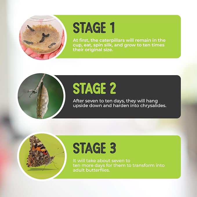 15 Live Caterpillars for Butterfly Kits, Painted Lady Refill with Food | Watch caterpillar to butterfly metamorphosis: includes food, instructions, hands-on science for kids, guaranteed live arrival