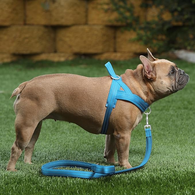 Plutus Pet No Pull Dog Harness with Breathable Mesh Padded, Adjustable Reflective Escape Proof Dog Harness, Quick Fit Dog Vest Harness for Small Medium Large Dogs(XXS, Cyan)