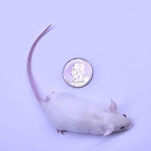 MiceDirect Frozen Mice Combo Pack of 30 Weanling & Small Adult Feeder Mice – 15 Weanlings & 15 Small Adults - Food for Corn Snakes, Ball Pythons, & Pet Reptiles - Snake Feed Supplies