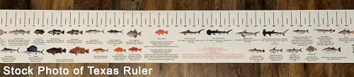 STATE COASTAL FISH RULER with FISH ID and FISHING REGULATIONS - 50 INCH RULER DECALS - style: Florida Atlantic Coast