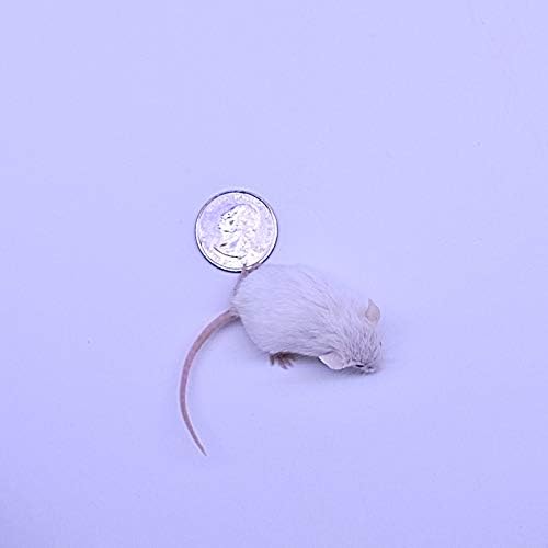 MiceDirect 40 Frozen Mice Combo Pack of 20 Hoppers and 20 Weanling Feeders Snake Food for Mice for Juvenile Ball Python Adult Milk Corn Snakes (1.5-2.5 in)(Pack of 40)(400 Grams Min)