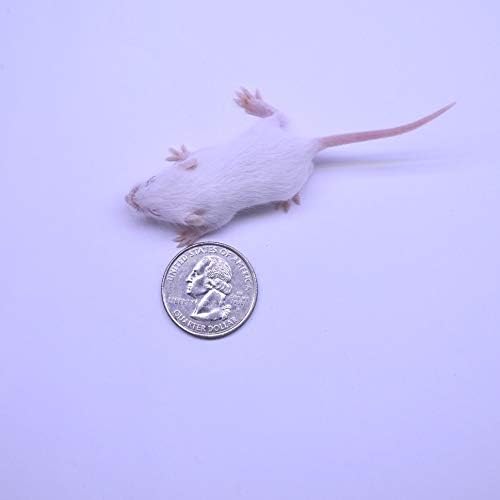 MiceDirect Frozen Mice Combo Pack 50 Small Fuzzies & 50 Fuzzies Frozen Reptile & Snake Food (100 Count)
