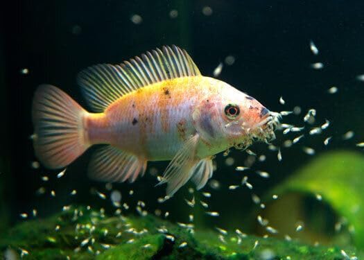Aquatic Foods Inc. Golden Pearls 5-50 Microns for Tropical Fish Fry and Babies, Corals, Anemones, Reef Tanks…4.4oz Squeeze Bottle