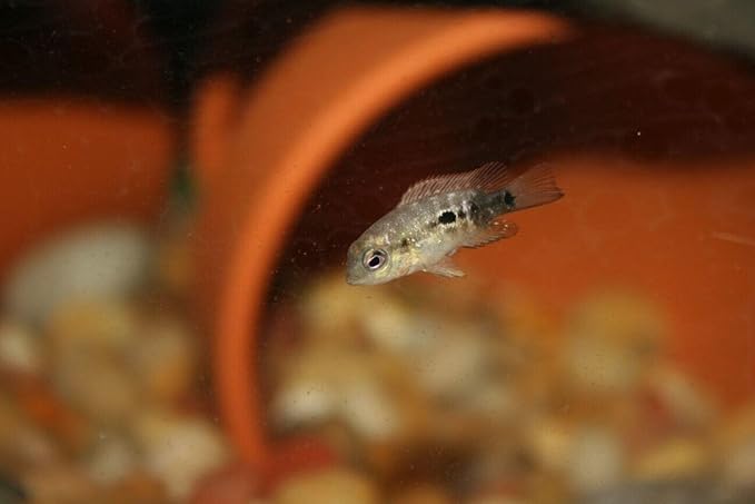 Aquatic Foods Inc. 6-Type Baby Blend- Bloodworm, Brine Shrimp, Plankton, Mysis, Tubifex, Krill, for Tropical Fish Fry, Babies, Guppies, Tetras, Bettas, Nano Fish…1.5oz Squeeze Bottle