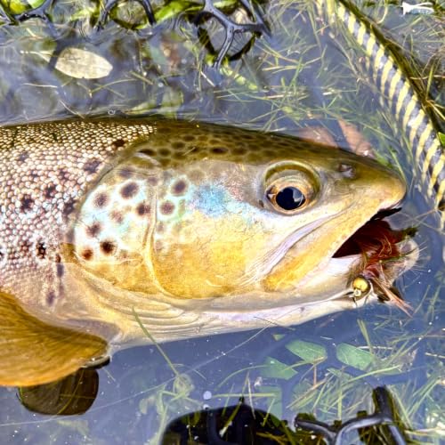 Woolly Bugger Fly Fishing Flies Assortment - Beadhead Streamer Wet Flies for Trout Bass Panfish - Hand-Tied Marabou Streamers for Rivers Lakes - size: 6 Pack – Size 10