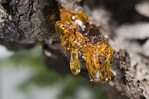 US Organic 100% Pure Frankincense Essential Oil, USDA Certified Organic, Steam Distilled, Boswellia serrata, Sourced from India, Topically or in Diffuser, Perfect for Aging or All Skin Type (15 ml)
