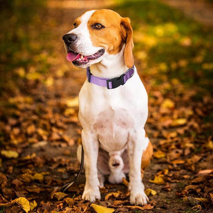 4 Pack Nylon Dog Collars, Classic Adjustable Pet Dog Collar for Small, Medium and Large Dogs, L(Black, Blue, Red, Purple)
