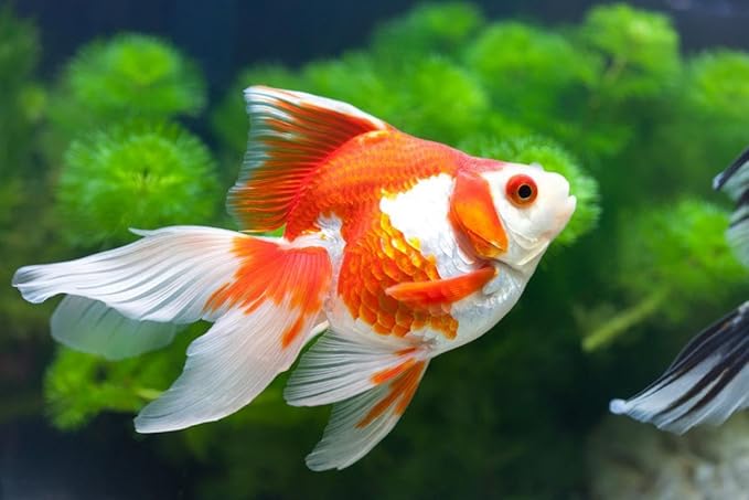 Aquatic Foods Inc. Goldfish Flakes, 42% Protein Color Enhancing and Spirulina Flakes for Aquarium & Pond Goldfish, Koi and All Pond Fish...WL…1/4-lb Foil Pouch Bag