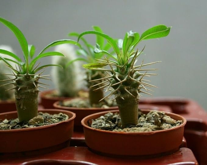 Gardenera Premium Madagascar Palm Potting Mix - Crafted for Thriving Growth and Unique Elegance - 1 Quart