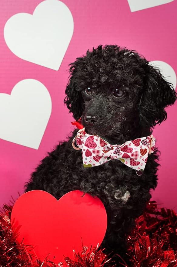 Lionheart Glory Heart Dog Collar, Valentine's Day Dogs Collar with Flower, Cute Floral Pattern Pet Collars Adjustable Dog Collars for Small Dogs