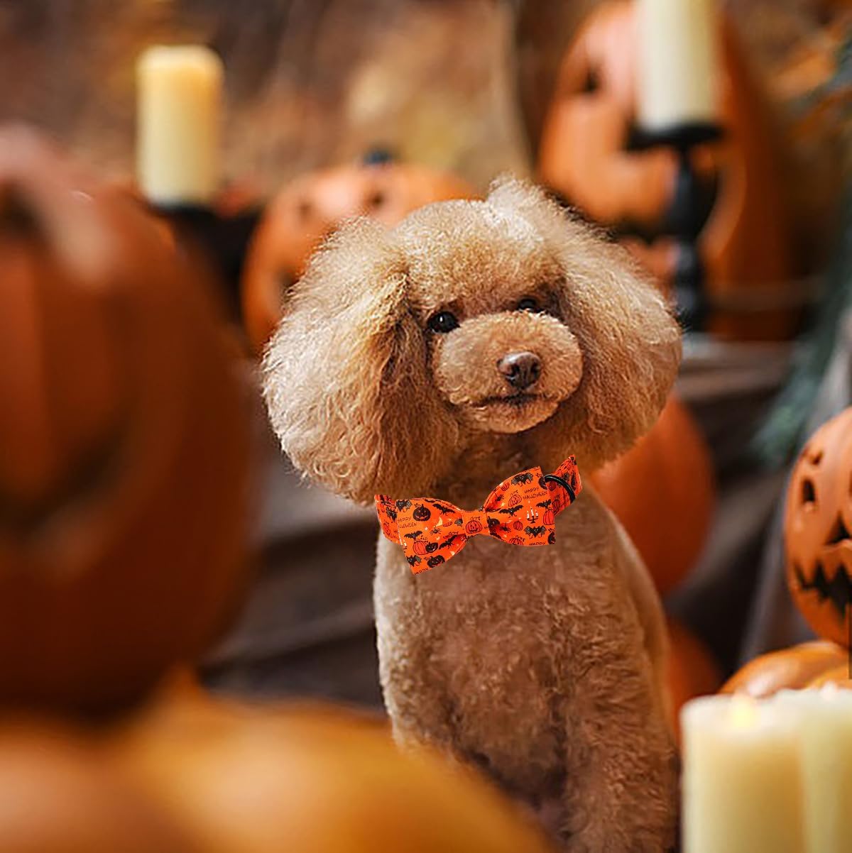 Lionet Paws Fall Halloween Dog Collar, Cute Bat Pumpkin Dog Collar for Small Dogs, Adjustable Cotton Orange Pet Collars Puppy Collar for Small Dogs