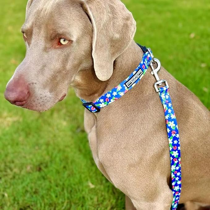 Lucky Love Dog - Adjustable Dog Collar with Easy Click Buckle for Small Dogs, Durable, & Comfortable for Male & Female Dogs, Pet Collar for Puppies & Adult Dogs - Lilian, Small