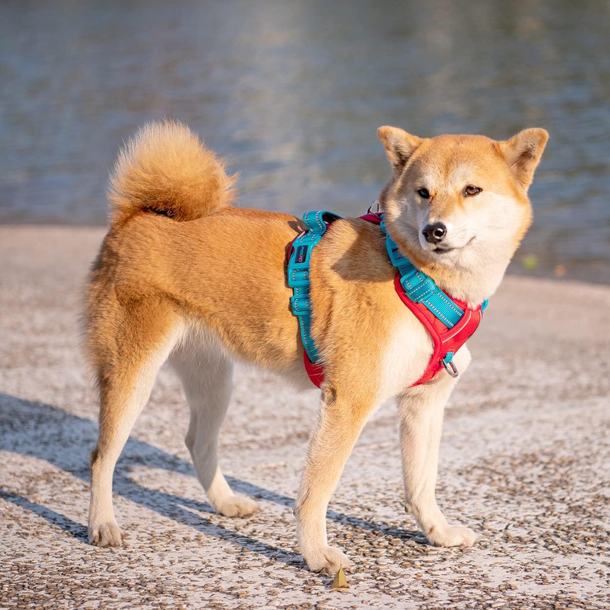 PHOEPET No Pull Dog Harness, Unique Colors Reflective Adjustable Dog Vest, with Soft Training Handle Metal Clips for Small Medium Large Dogs (Red Base & Teal Straps,S)