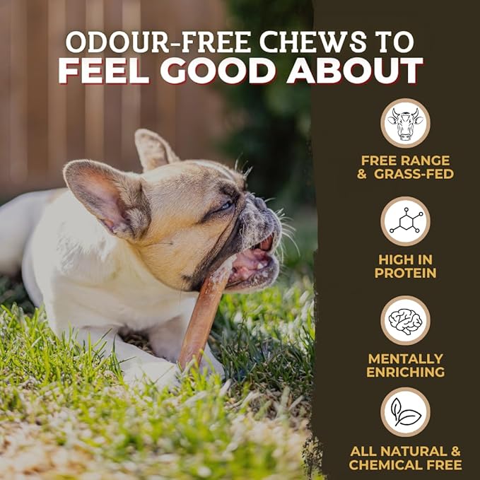 Bully Bunches Premium 6 Inch Thick Odor-Free Bully Sticks for Small & Medium Dogs - Consistently Sized, Long Lasting Chews for Oral Care- All Natural & Single Ingredient, 100% Beef Dog Treat (10 Pk)