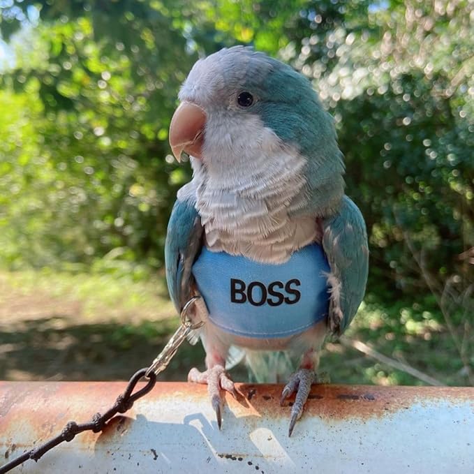 Bird Flight Harness Vest, Parrot Flight Suit with Leash, Bird Flying Clothes with Rope and Handle for Outdoor Activities (2M)