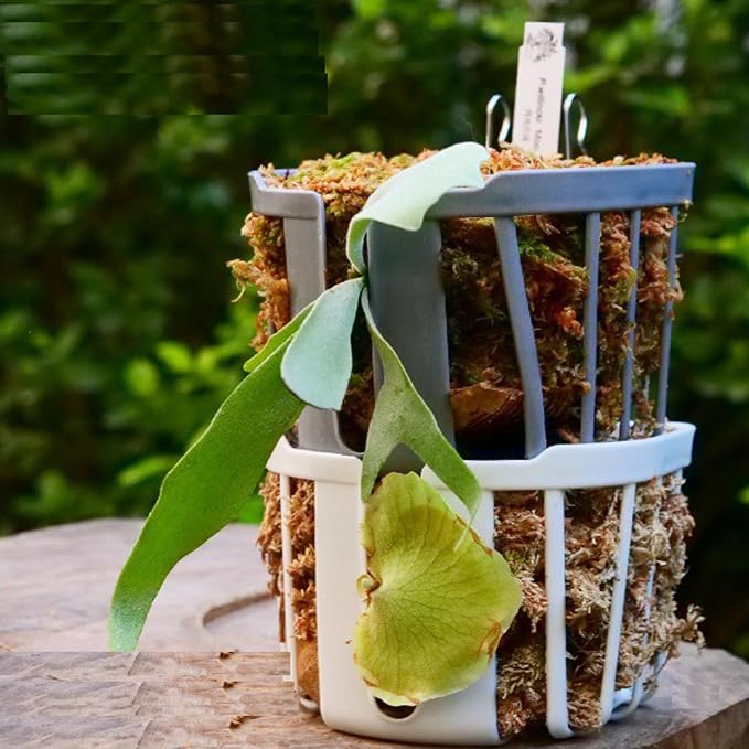 Staghorn Fern Mount Wall Planter Basket Vertical Orchid Hanging Planter