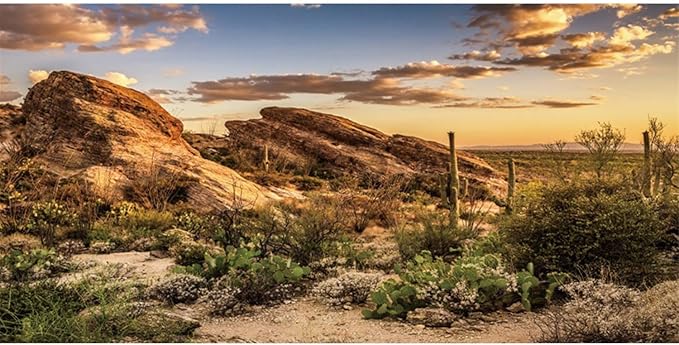 AWERT Reptile Habitat Background Blue Sky Oasis Cactus Sun and Desert Terrarium Background 72x24 inches Durable Polyester Background