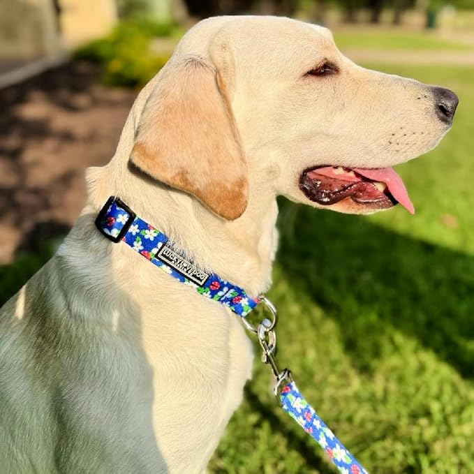 Lucky Love Dog - Easy Click Buckle Dog Collar with Leash Set Combo, Durable & Comfortable for Male & Female Dogs, Pet Collar for Small Dogs, Secure Fit - Lilian Combo, XS