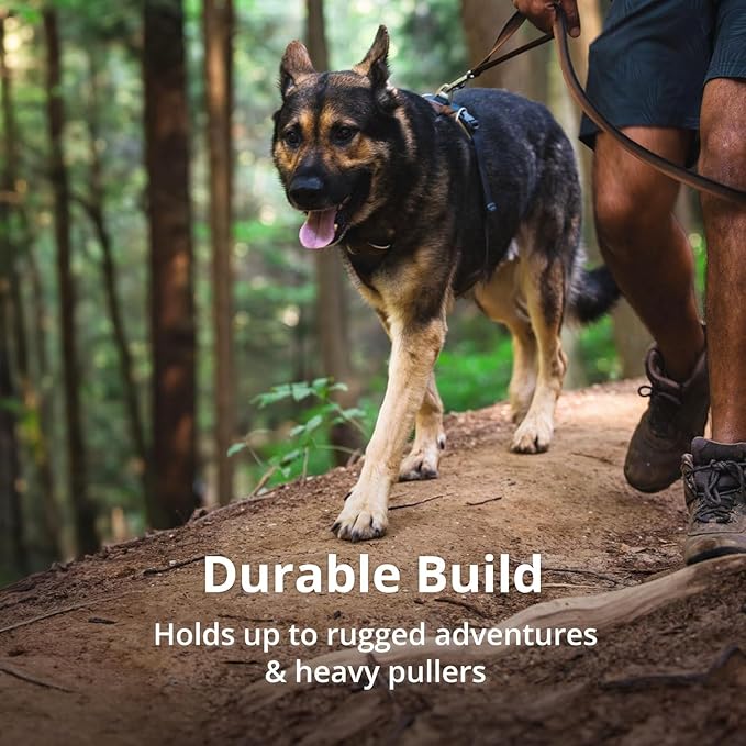 Ruffwear, Front Range Dog Harness, Reflective Soft Padded Everyday Harness with Dual Leash Clips, Adjustable and Lightweight Fit for Training or Walking for All Dogs, Coastal Mountains, Medium
