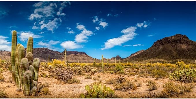 AWERT 36x20 inches Reptile Habitat Background Blue Sky Oasis Cactus Desert Terrarium Background Vinyl