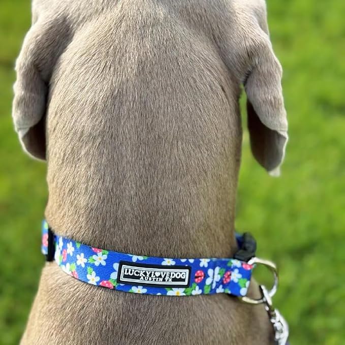 Lucky Love Dog - Adjustable Dog Collar with Easy Click Buckle for Medium, Durable, & Comfortable for Male & Female Dogs, Pet Collar for Puppies & Adult Dogs - Lilian, Medium