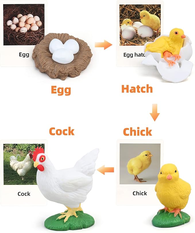 Montessori Chicken Life Cycle with Flash Cards, Realistic Animal Figurines Toy, Animal Educational Matching Game for 3+ Year Old Kids (Cock)