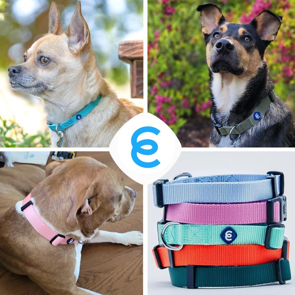 Blueberry Pet Essentials Matching Large Dog Collar | Adjustable Classic Solid Color Nylon Dog Collars for Large Dogs | Dark Orchid Dog Collar for Large Dogs