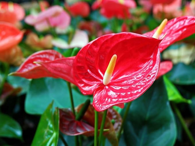 Gardenera Organic Autoflower Plants Potting Soil Mix - Perfect Balance of Nutrients, Drainage, and Aeration for Thriving Autoflower Plants- 4 Quart