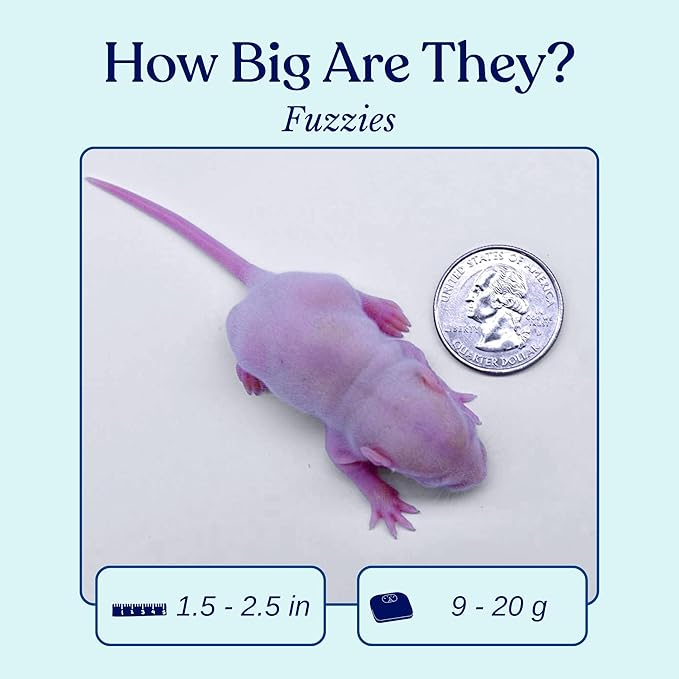 MiceDirect 15 Frozen Rat Fuzzies Feeders Snake Food for Adult Corn Snakes Ball Pythons (2-2.5 in)(Pack of 15)(135 Grams Min)