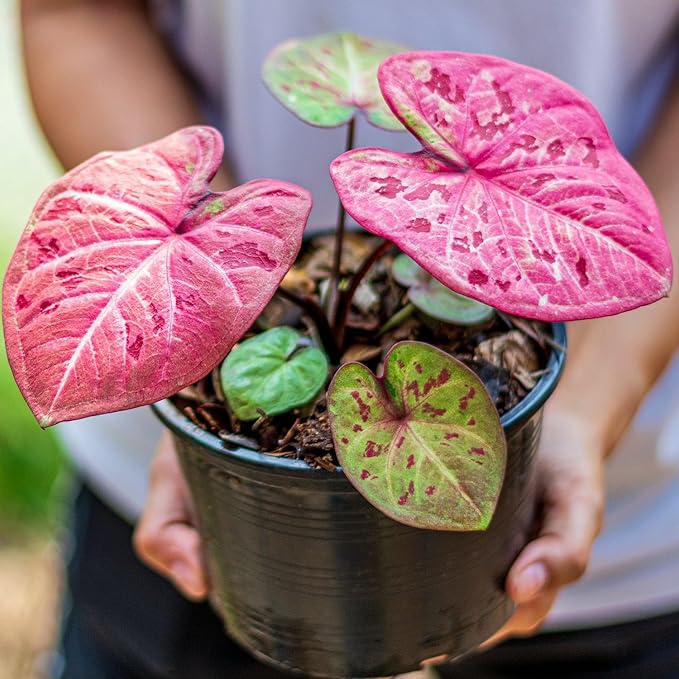 Gardenera Caladium Plant Potting Soil - All-Natural Blend for Thriving Caladium Plants - Boosts Root Health and Foliage - 10 Quart