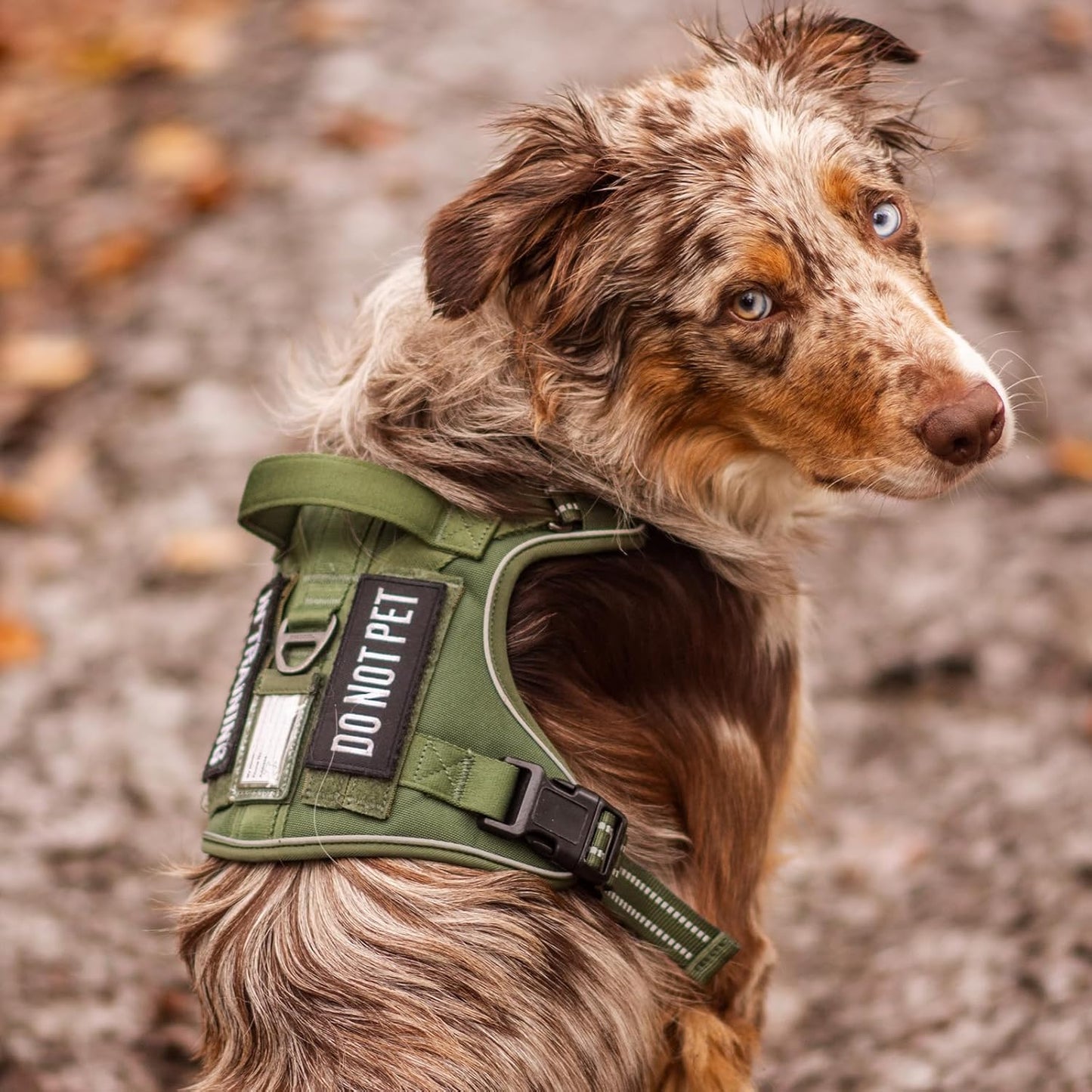 rabbitgoo Dog Harness for Large Dogs No Pull, Tactical Service Pet Vest with Molle and Control Handle, Adjustable and Reflective Military Harness for Easy Walking and Training, Blue, XL