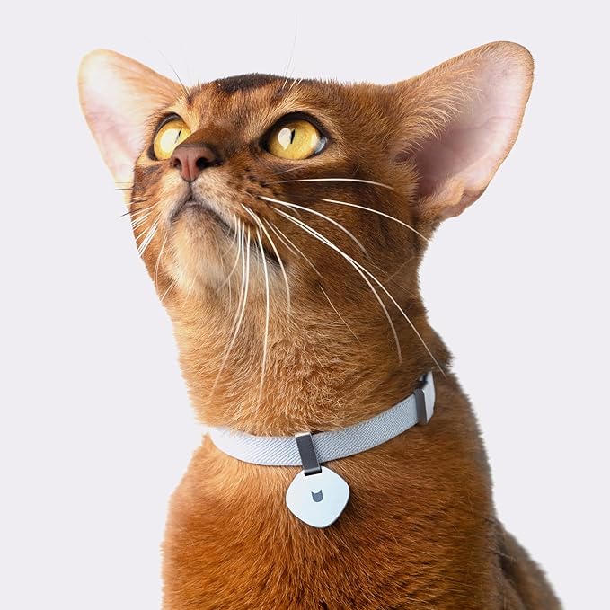Safety Cat Collar Pro - U.S. IDA Gold Awarding Design, Elastic Quick Release Cat Collar with Buckle Non Breakaway - Lightweight for Kitten All Small Large Cats (Alpine Green, M 7.9-15.7")
