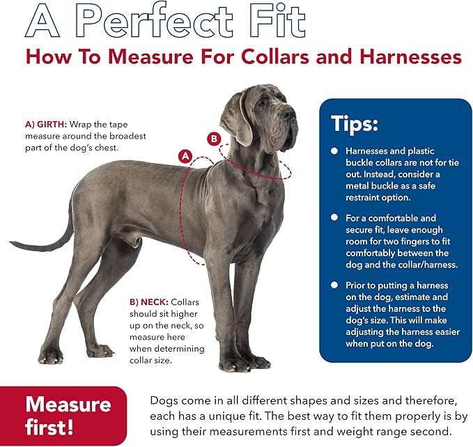 Coastal Pet K9 Explorer Reflective Adjustable Dog Collar - Comfortable Collar for The Outdoors - Durable, Lightweight Accessory with Side-Release Buckle - Fern, 5/8" x 8-12"