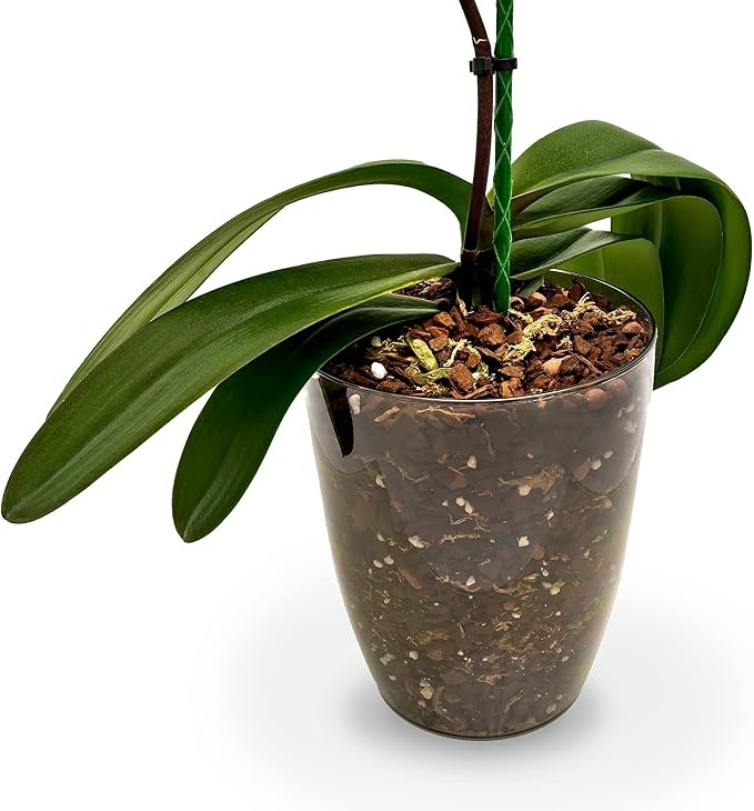 Organic Premium Orchid Soil Mix by Gardenera - Hand Mixed Classic Sphagnum Moss Potting Soil Mix - for Phalaenopsis Orchid - 10 Quart (2 Bags of 5 Quart)