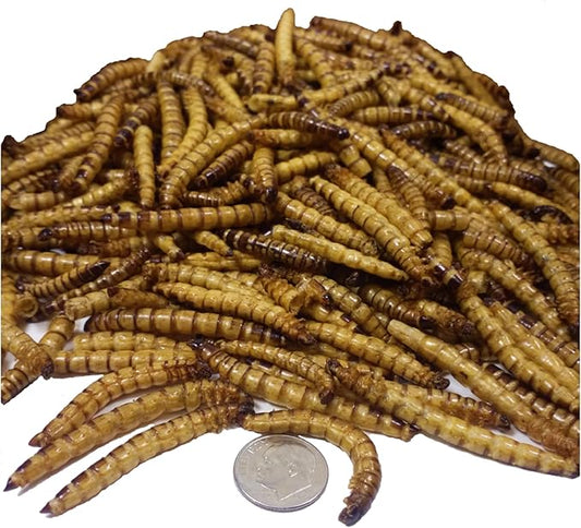 Aquatic Foods Inc. Superworms- Freeze Dried Superworms for Tropical Fish, Reptiles, Turtles, Tortoises, Frogs, Hamsters, Birds, Rodents…1-lb & 6oz Lg Jar