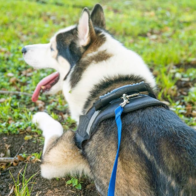 Hi Kiss Dog/Puppy Obedience Recall Training Agility Lead - 15ft 20ft 30ft 50ft 100ft Training Leash - Great for Training, Play, Camping, or Backyard - Pink 30ft