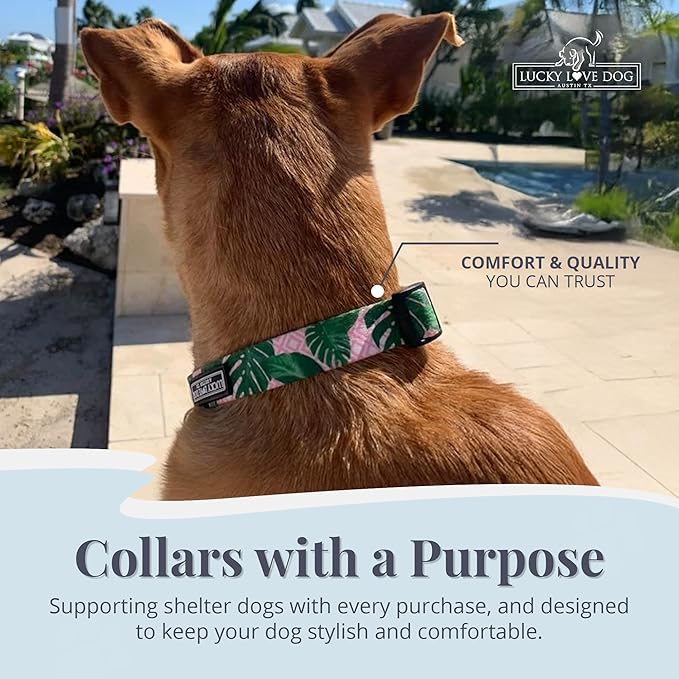 Lucky Love Dog - Adjustable Dog Collar with Easy Click Buckle for Small Dogs, Durable, & Comfortable for Male & Female Dogs, Pet Collar for Puppies & Adult Dogs - Laguna, Small