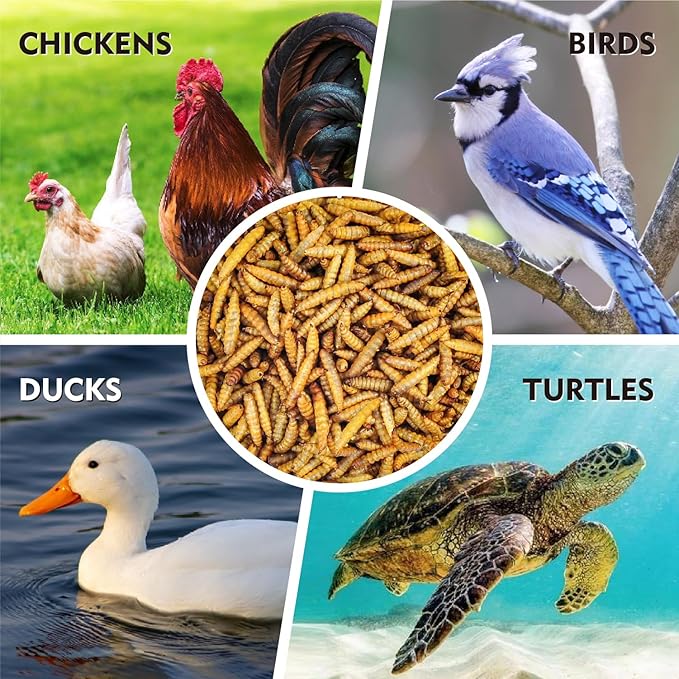 Dried Black Soldier Fly Larvae 10 LB, High Protein Natural Non-GMO More Calcium Than Mealworms Chicken Feed & Bird Food, Treats for Laying Hen, Ducks, Wild Birds