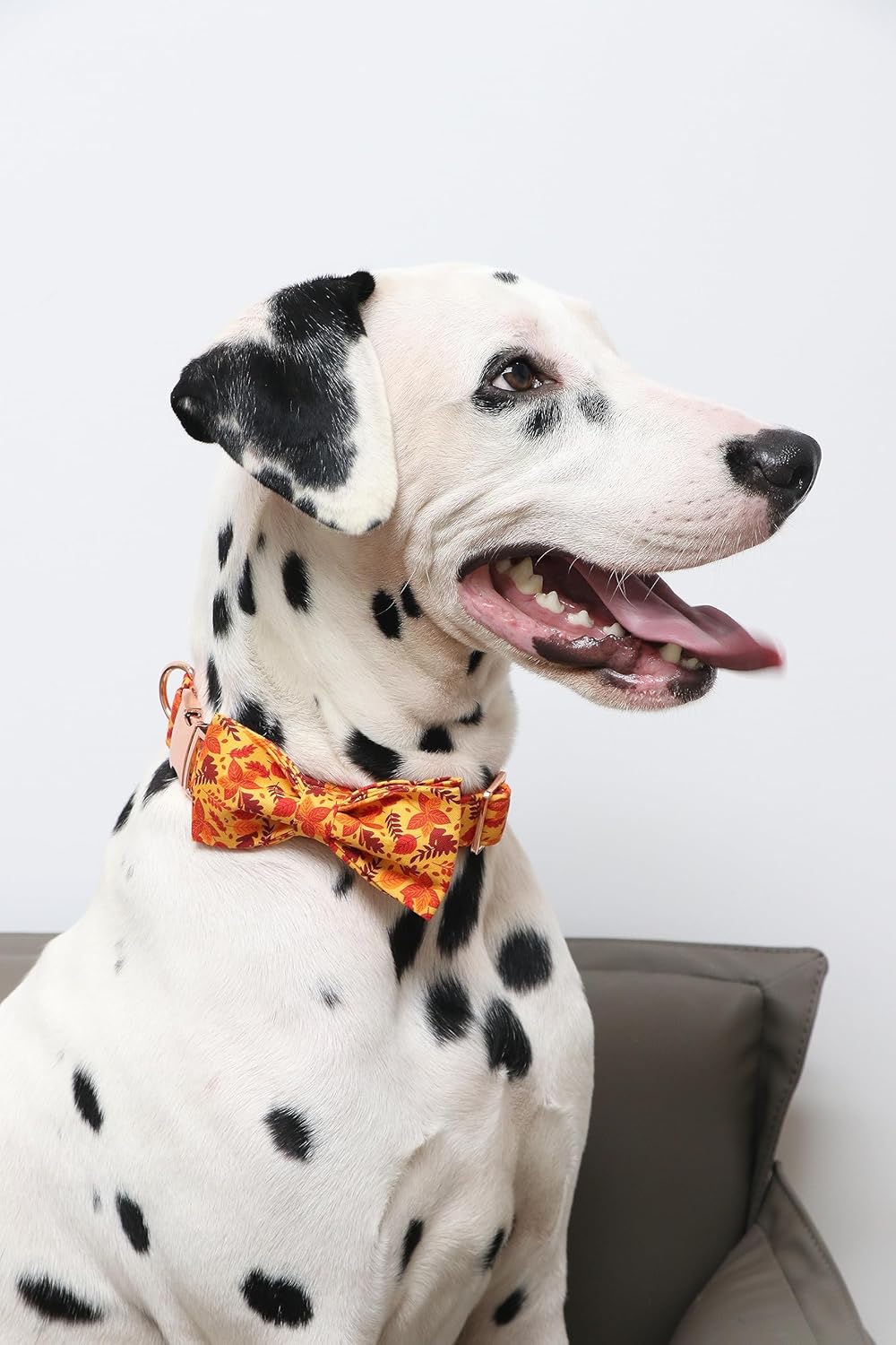 Lionet Paws Dog Collar with Bowtie - Cute Cotton Adjustable Fall Bowtie Dog Collar with Metal Buckle for Small Medium Large Dog Girl Boy Gift, L, Neck 16-24in