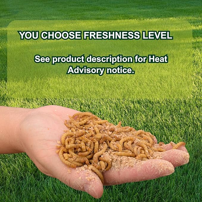 Exotic Nutrition Medium Live Mealworms (1/2") (4,000 Pack)