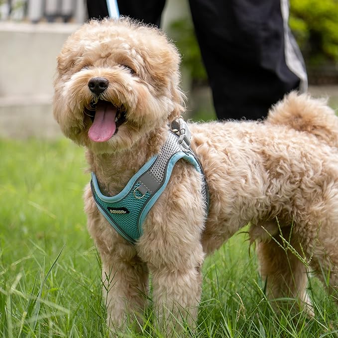 AIITLE Dog Harness, No-Pull Cat Harness with a Leash, Adjustable Reflective Dog Vest, Cat Harness Escape Proof, Outdoor Walking, Running,Training for Extra Small Dogs and House Cats Blue XXXS